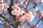 Dcim6765/DSC_7200