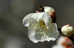 Dcim6765/DSC_7216