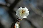 Dcim6765/DSC_7223