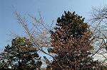 Dcim6766/DSC_0410