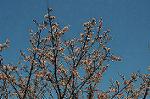 Dcim6766/DSC_0425