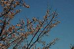 Dcim6766/DSC_0426