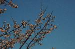 Dcim6766/DSC_0427