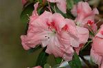 Dcim6767/DSC_7266