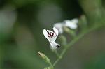 Dcim6767/DSC_7280