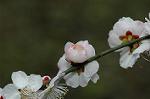 Dcim6769/DSC_7311