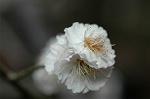 Dcim6769/DSC_7314