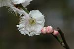Dcim6769/DSC_7316