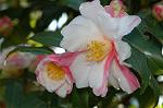Dcim6774/DSC_7419