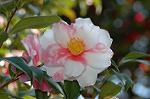Dcim6774/DSC_7425