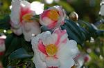 Dcim6774/DSC_7428