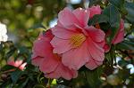 Dcim6774/DSC_7430