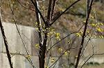 Dcim6774/DSC_7442