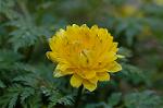 Dcim6774/DSC_7485