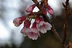 Dcim6774/DSC_7498