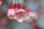 Dcim6774/DSC_7504
