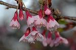 Dcim6774/DSC_7506