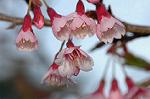 Dcim6775/DSC_7509