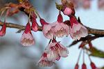 Dcim6775/DSC_7510
