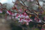 Dcim6775/DSC_7520