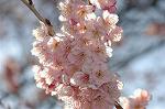 Dcim6775/DSC_7523
