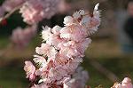 Dcim6775/DSC_7525