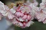 Dcim6775/DSC_7532