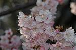 Dcim6775/DSC_7537