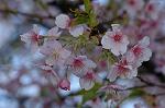 Dcim6775/DSC_7547