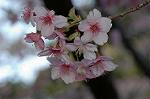 Dcim6775/DSC_7550