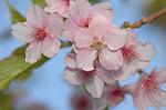 Dcim6775/DSC_7553