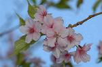 Dcim6775/DSC_7554