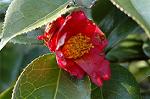 Dcim6775/DSC_7585