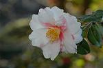 Dcim6775/DSC_7600