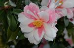 Dcim6775/DSC_7617