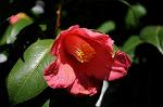 Dcim6776/DSC_1054