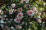 Dcim6776/DSC_1064