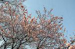 Dcim6776/DSC_1117
