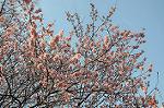 Dcim6776/DSC_1118