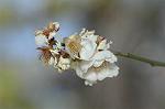 Dcim6789/DSC_8365