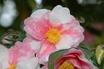 Dcim6797/DSC_8855