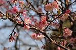 Dcim6797/DSC_8873
