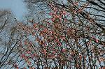 Dcim6798/DSC_2472