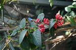 Dcim6801/DSC_2607