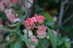 Dcim6803/DSC_9252