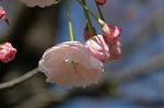Dcim6803/DSC_9281