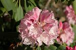 Dcim6803/DSC_9333