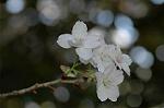 Dcim6803/DSC_9352