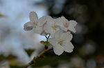 Dcim6803/DSC_9354