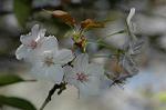Dcim6803/DSC_9355
